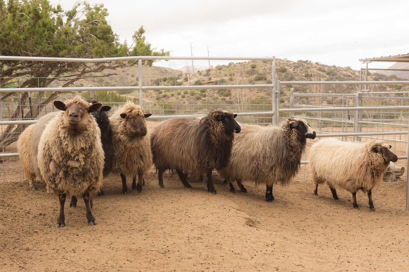 Navajo Churro Sheep